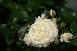 Bernhard Saalfeld - DSC02949 -1